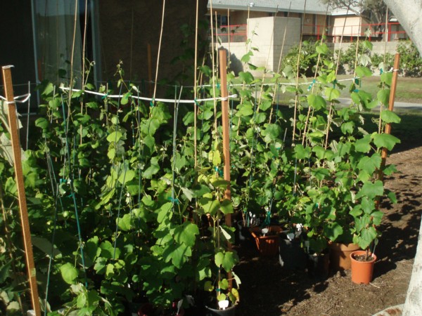Suzana's vineyard